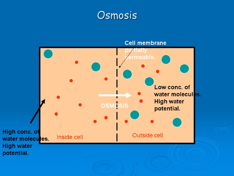 Osmosis Cell membrane partially permeable. Inside cell Outside cell High conc. of water molecules.